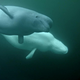 Belugas on the Beluga cam